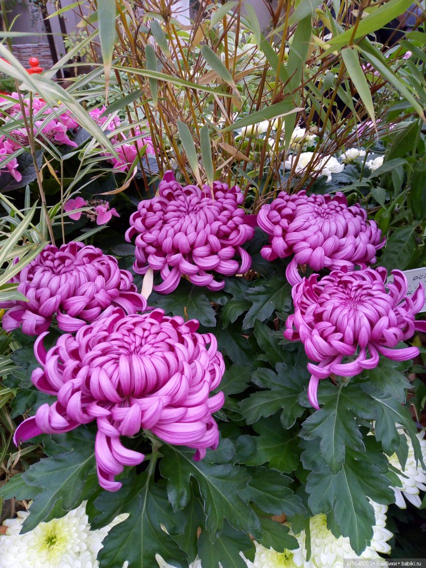 Бал и после бала — Болталка и разговоры обо всем: жизнь