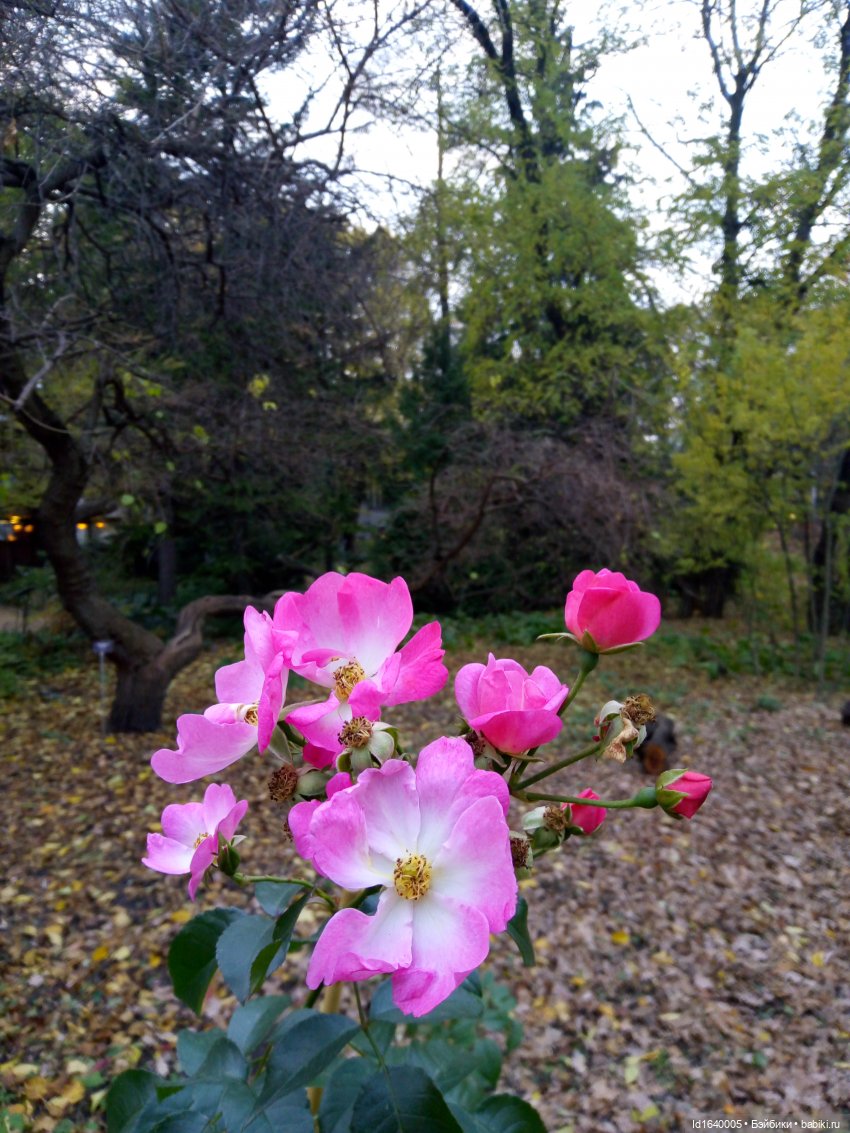 Бал и после бала — Болталка и разговоры обо всем: жизнь