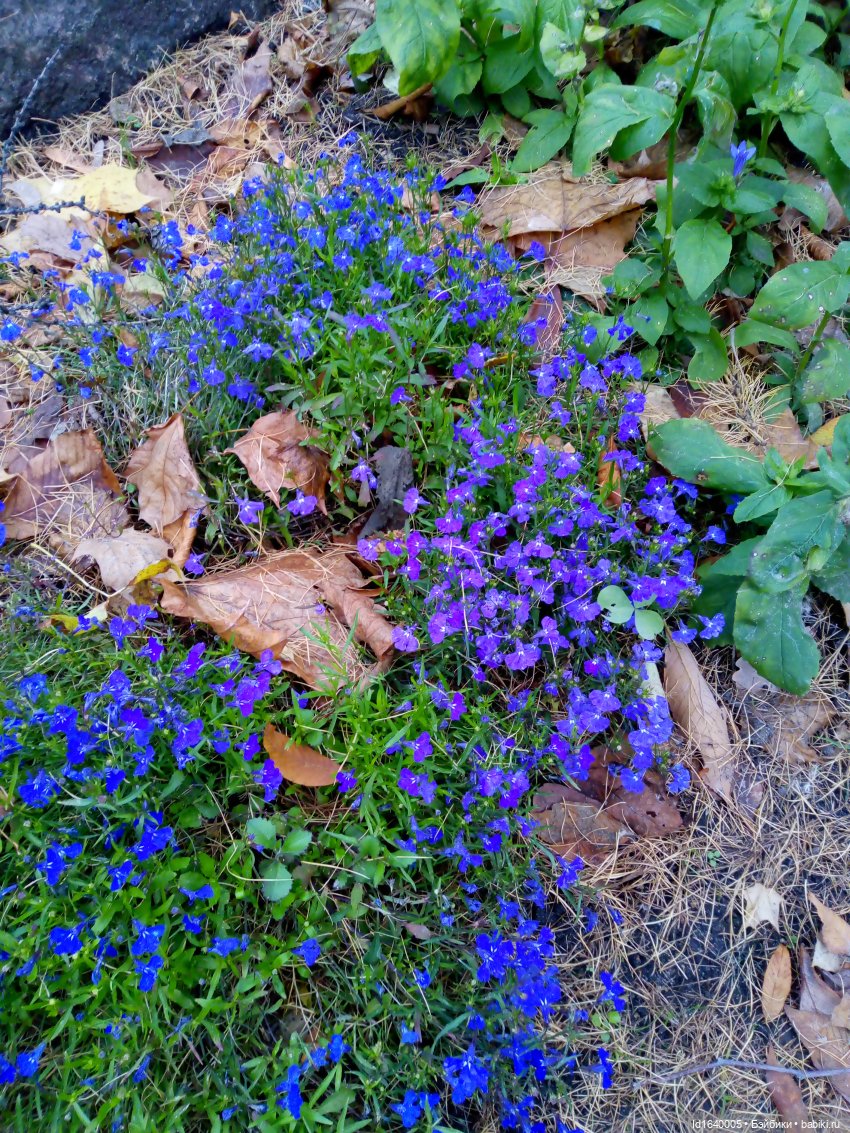 Бал и после бала — Болталка и разговоры обо всем: жизнь