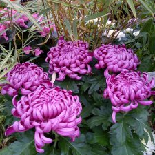 Бал и после бала