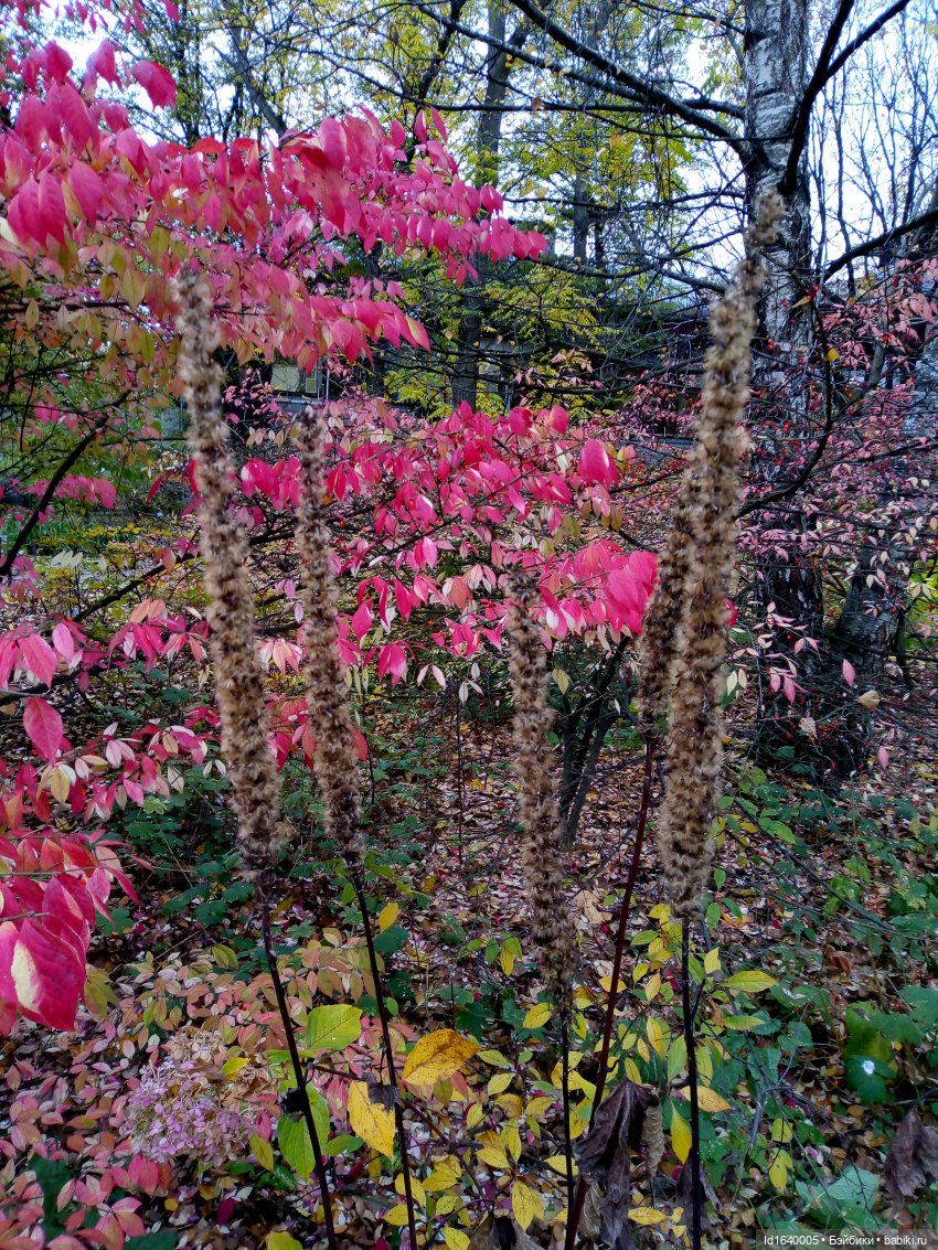 Бал и после бала — Болталка и разговоры обо всем: жизнь