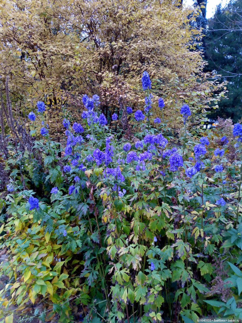 Бал и после бала — Болталка и разговоры обо всем: жизнь