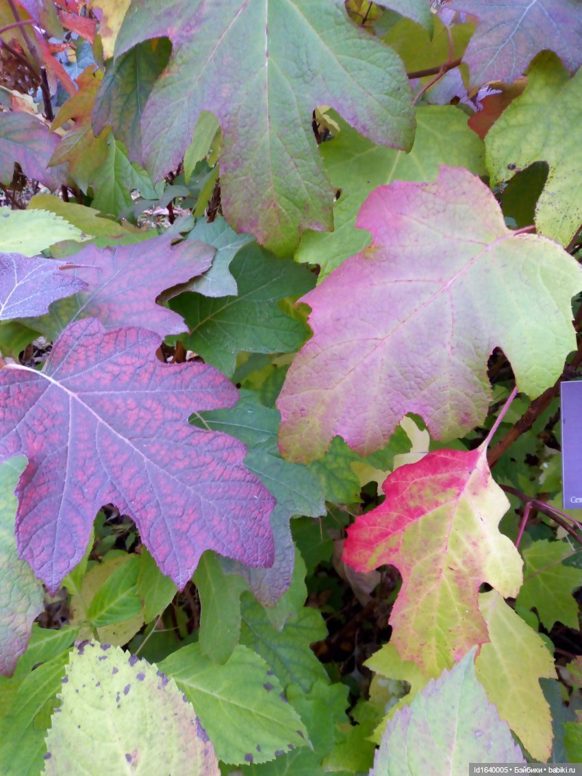 Бал и после бала — Болталка и разговоры обо всем: жизнь (фото 4)