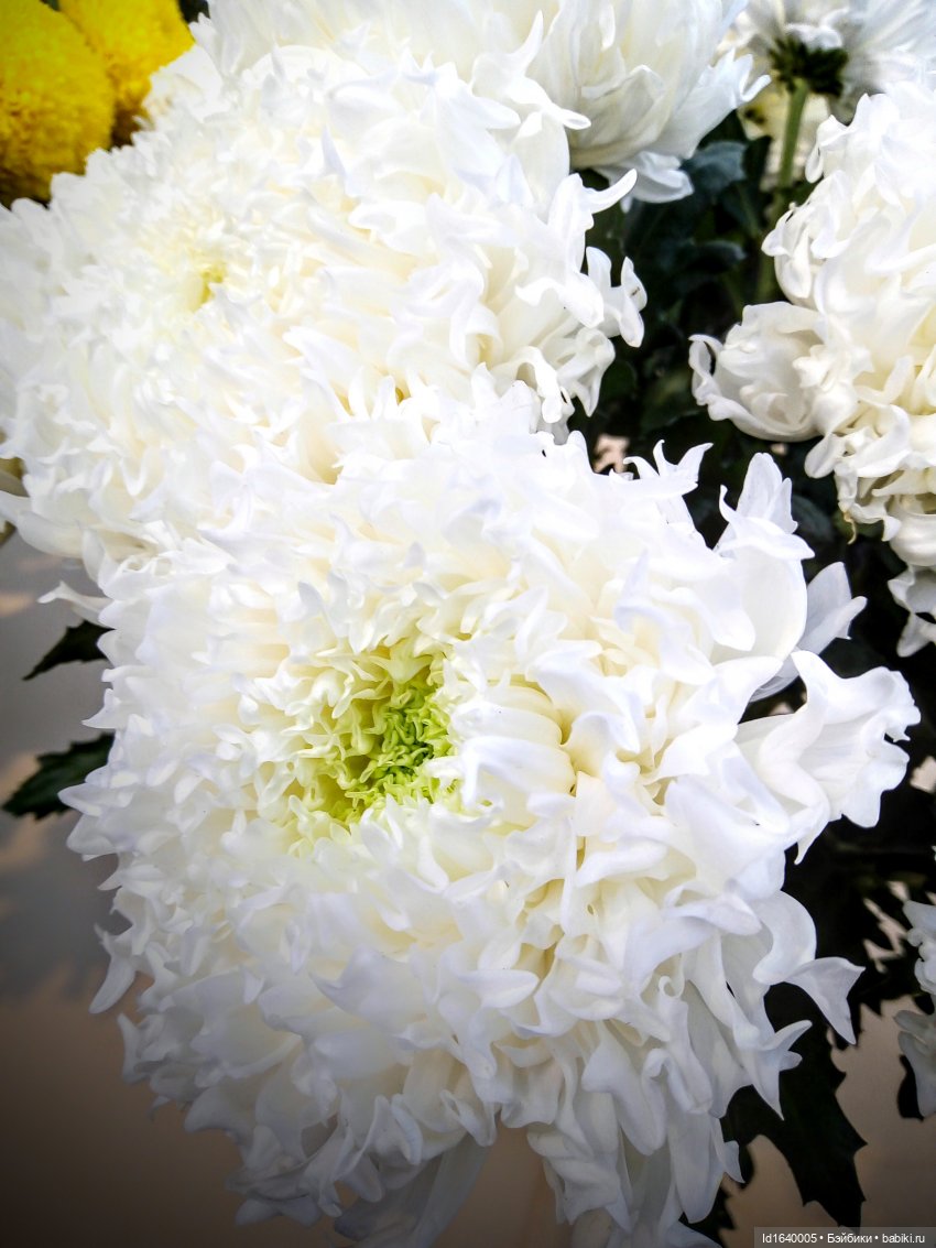 Бал и после бала — Болталка и разговоры обо всем: жизнь