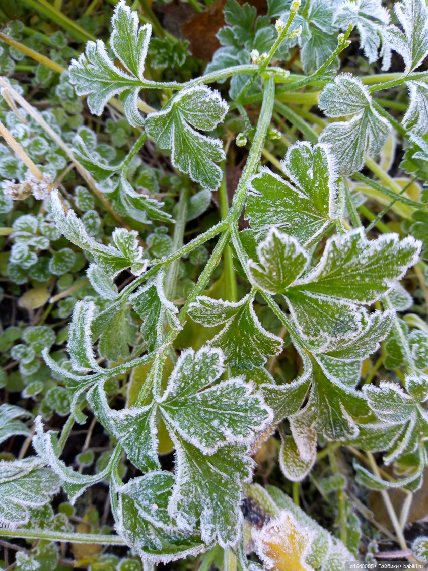 Бал и после бала — Болталка и разговоры обо всем: жизнь