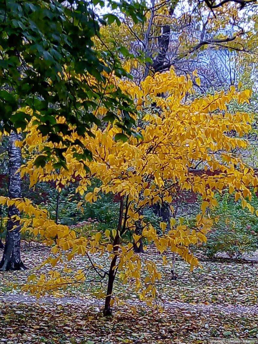 Бал и после бала — Болталка и разговоры обо всем: жизнь