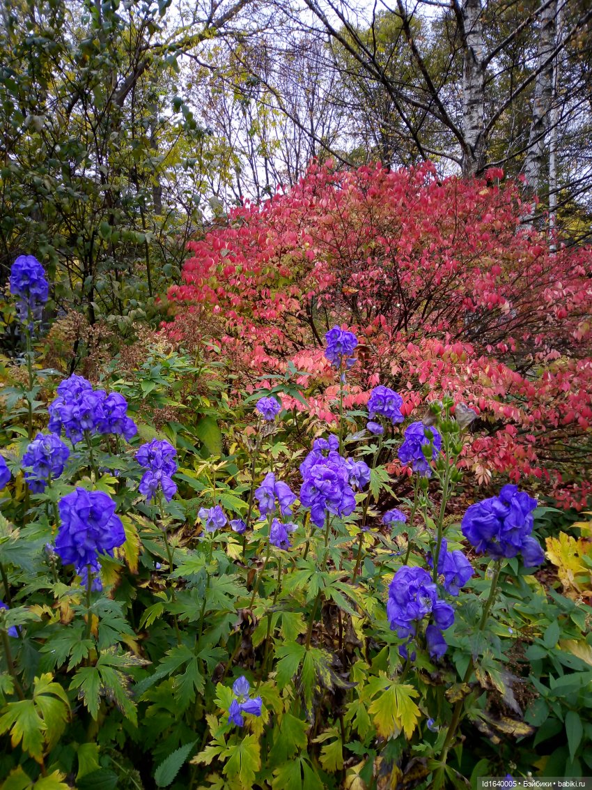 Бал и после бала — Болталка и разговоры обо всем: жизнь (фото 7)