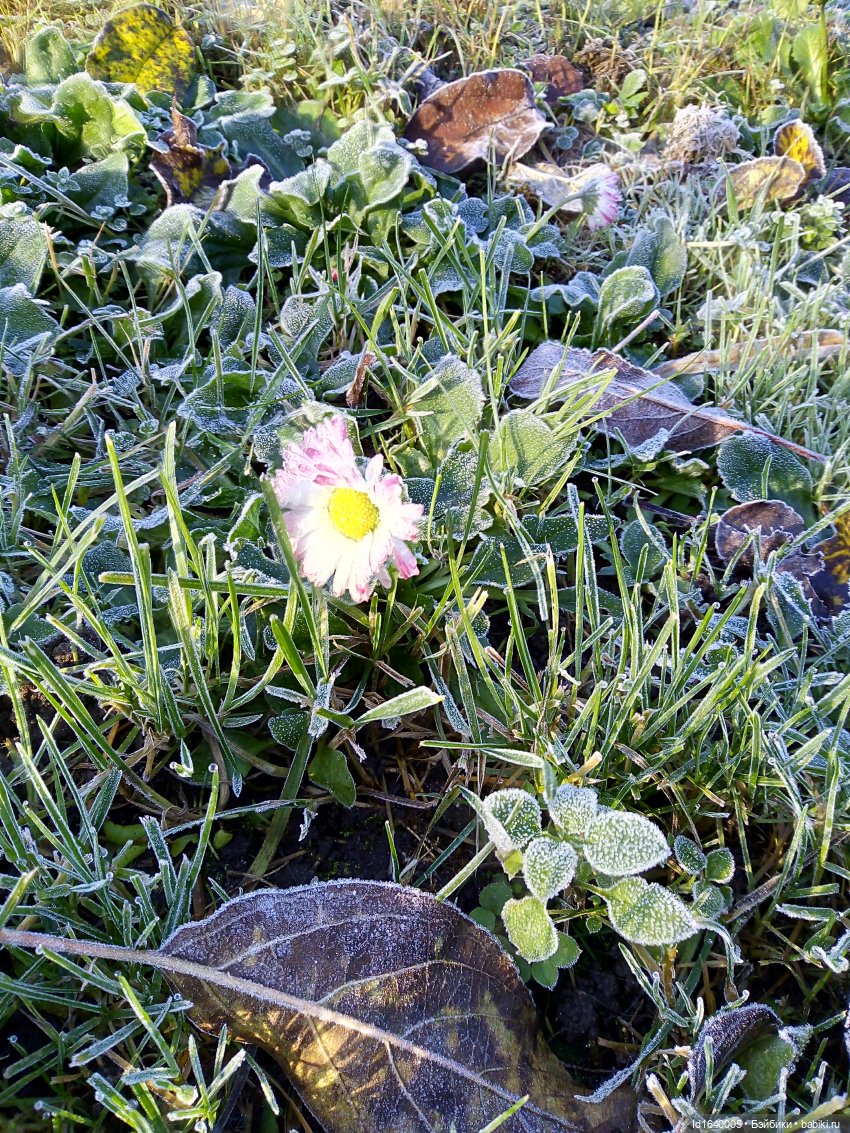 Бал и после бала — Болталка и разговоры обо всем: жизнь