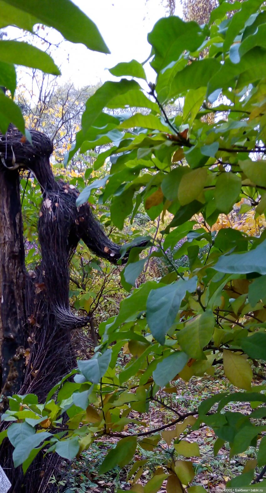 Бал и после бала — Болталка и разговоры обо всем: жизнь