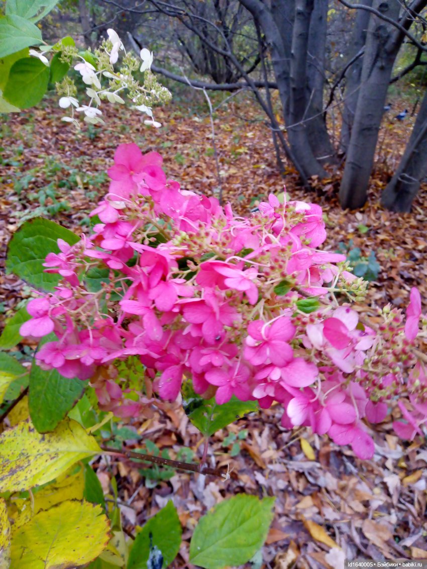 Бал и после бала — Болталка и разговоры обо всем: жизнь (фото 5)