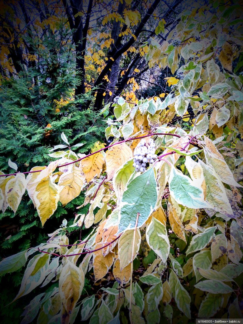 Бал и после бала — Болталка и разговоры обо всем: жизнь (фото 10)