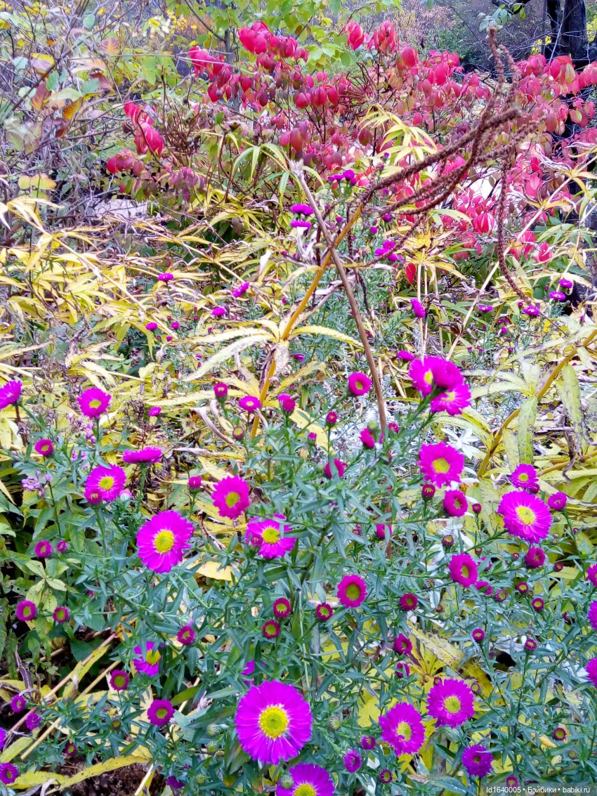 Бал и после бала — Болталка и разговоры обо всем: жизнь