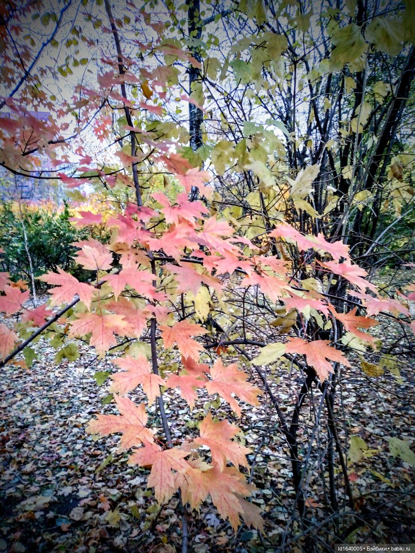 Бал и после бала — Болталка и разговоры обо всем: жизнь (фото 8)