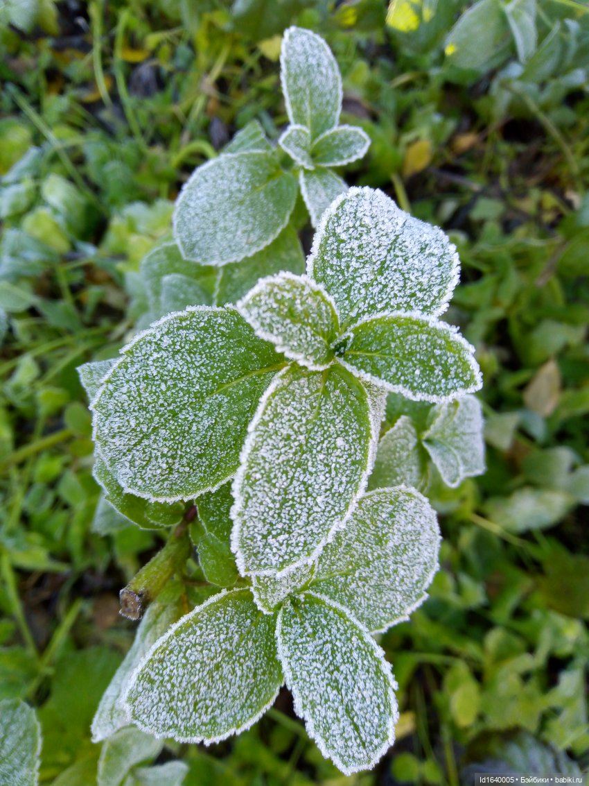 Бал и после бала — Болталка и разговоры обо всем: жизнь