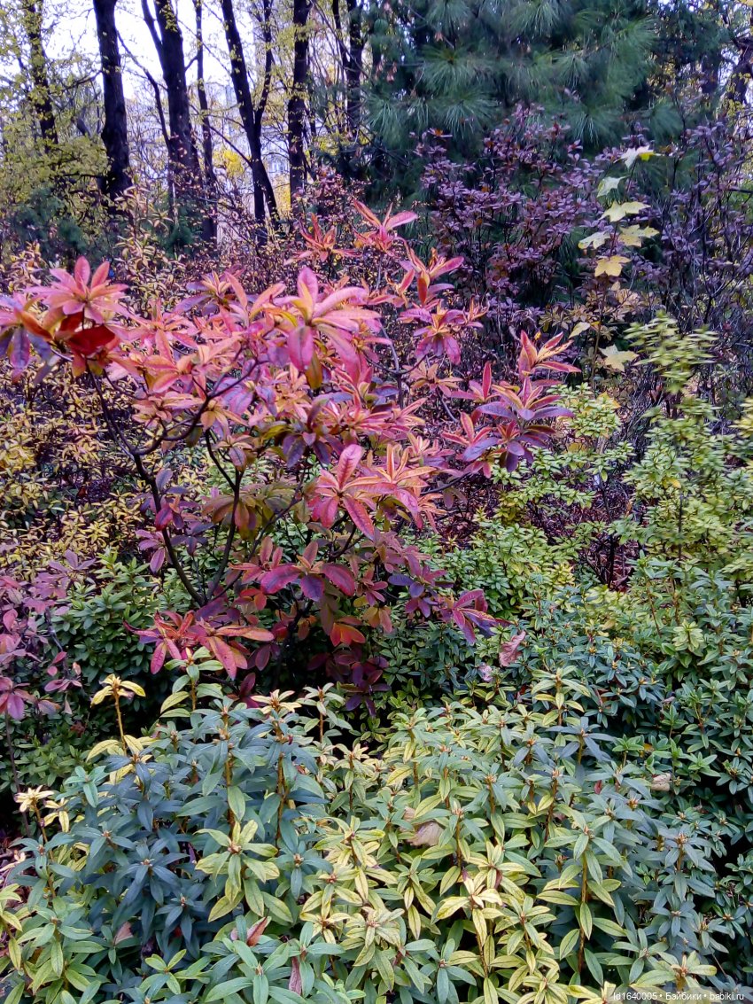 Бал и после бала — Болталка и разговоры обо всем: жизнь (фото 9)