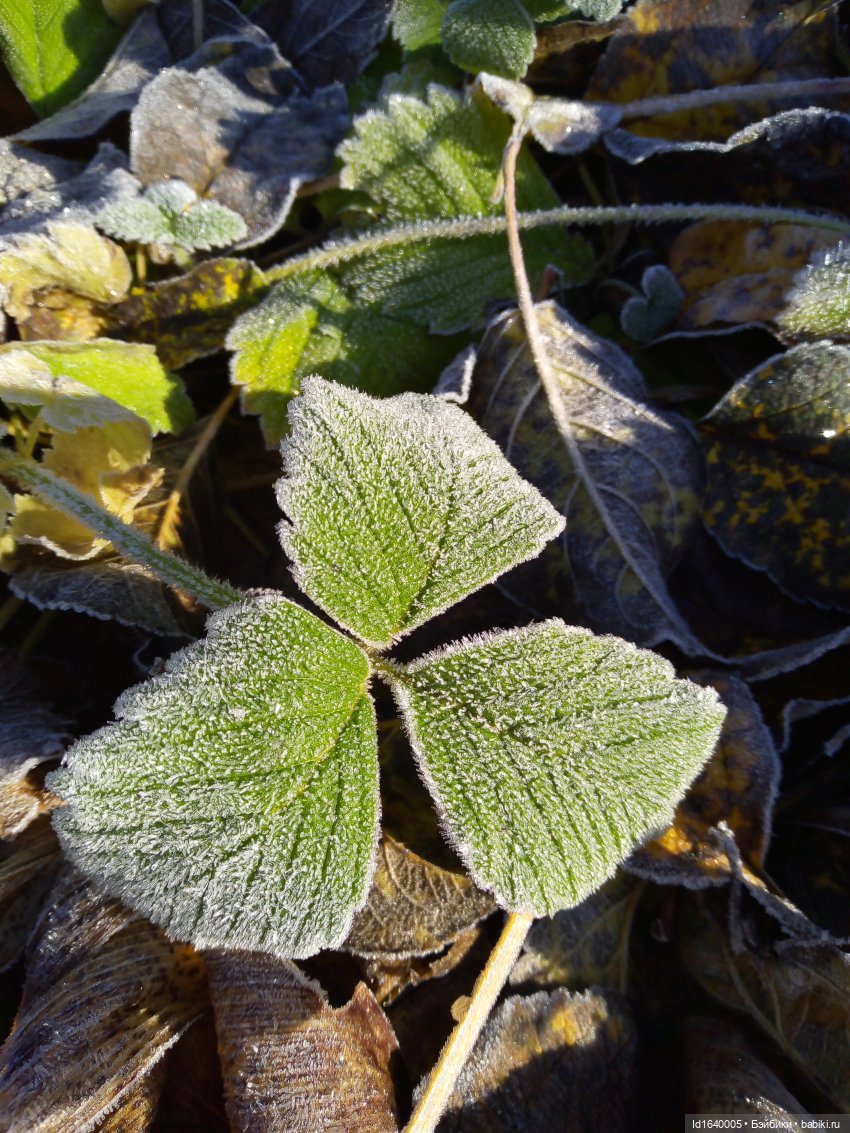 Бал и после бала — Болталка и разговоры обо всем: жизнь