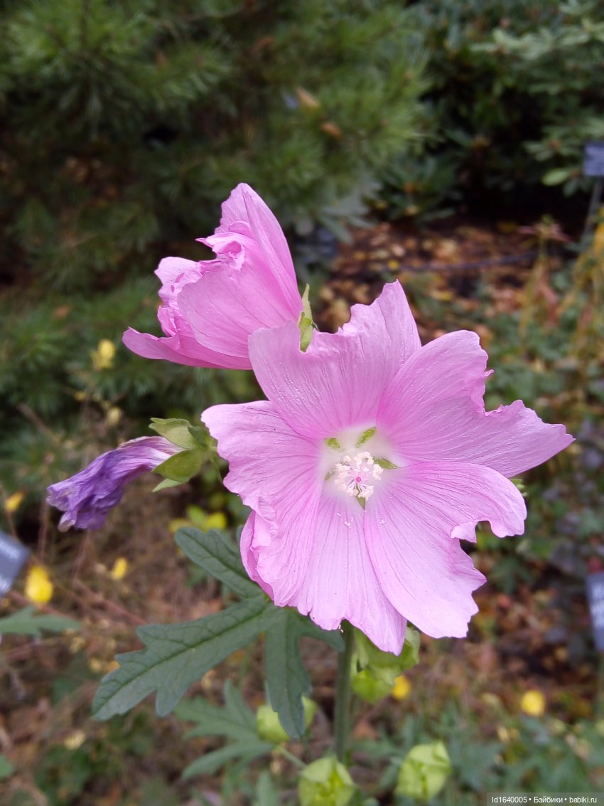 Бал и после бала — Болталка и разговоры обо всем: жизнь