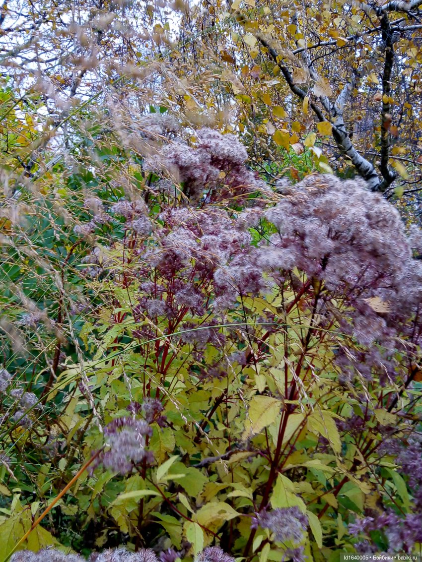 Бал и после бала — Болталка и разговоры обо всем: жизнь