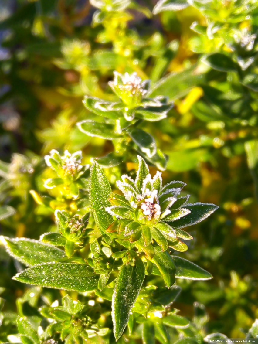 Бал и после бала — Болталка и разговоры обо всем: жизнь