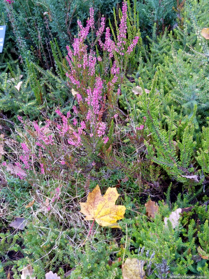 Бал и после бала — Болталка и разговоры обо всем: жизнь