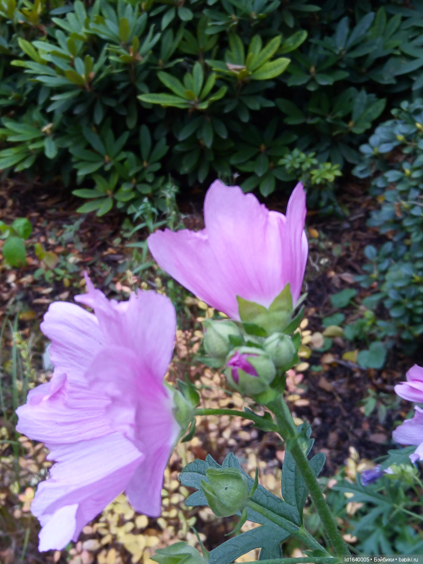 Бал и после бала — Болталка и разговоры обо всем: жизнь