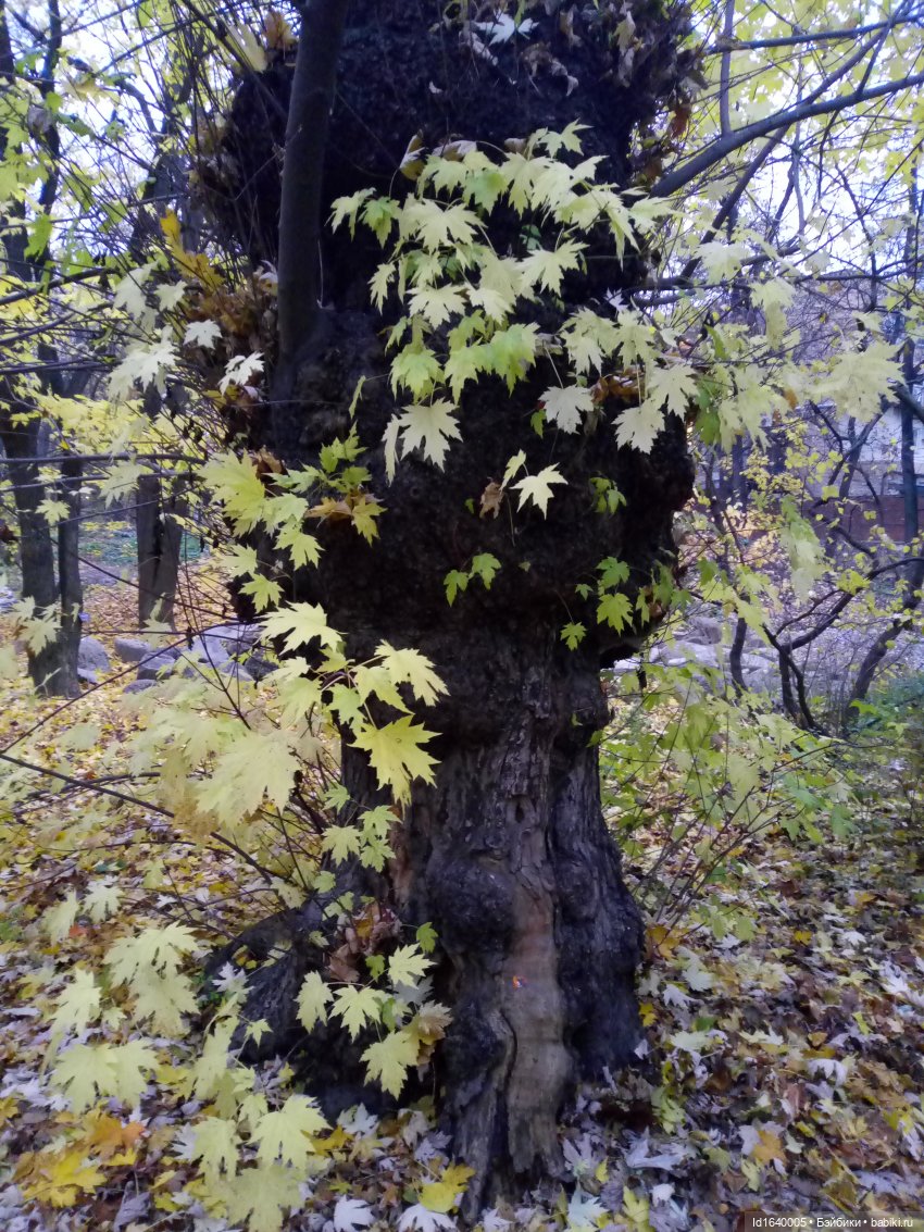 Бал и после бала — Болталка и разговоры обо всем: жизнь