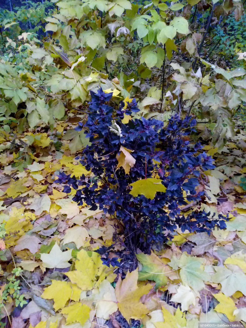 Бал и после бала — Болталка и разговоры обо всем: жизнь