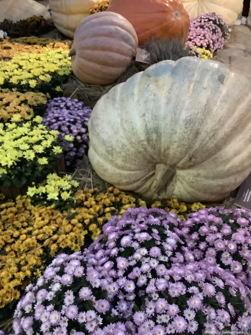 Размер имеет значение! Её Осеннее Величество