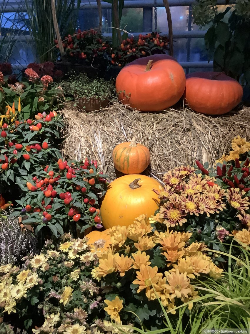 Размер имеет значение! Её Осеннее Величество