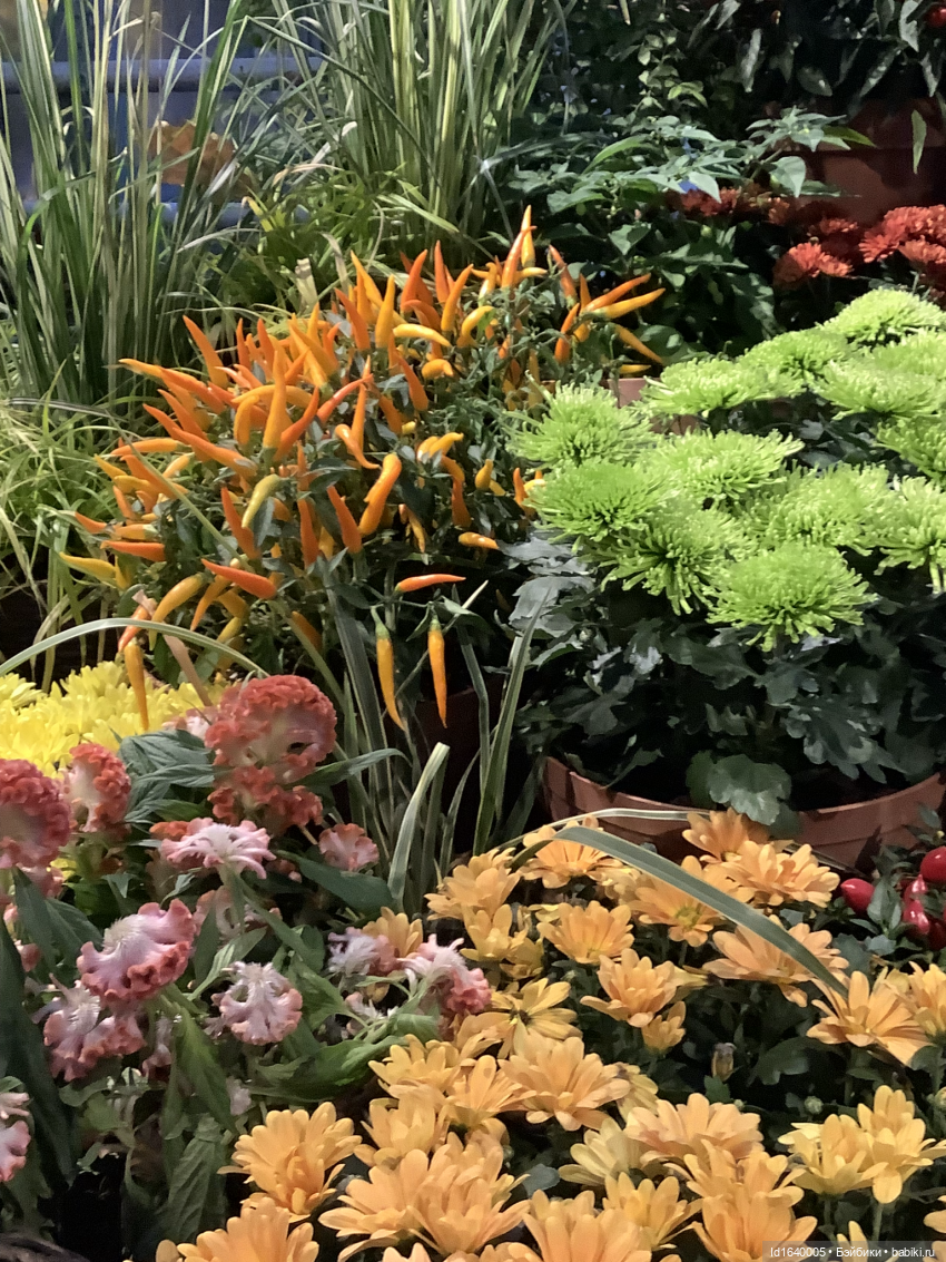 Размер имеет значение! Её Осеннее Величество