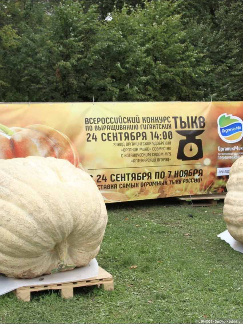 Размер имеет значение! Её Осеннее Величество (фото 4)