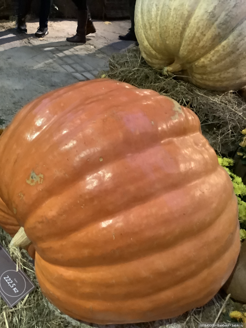 Размер имеет значение! Её Осеннее Величество (фото 10)