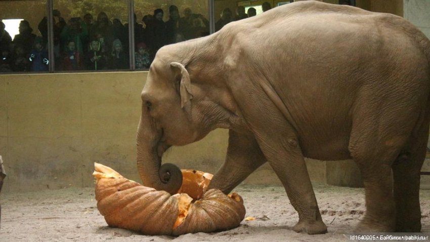 Размер имеет значение! Её Осеннее Величество (фото 8)