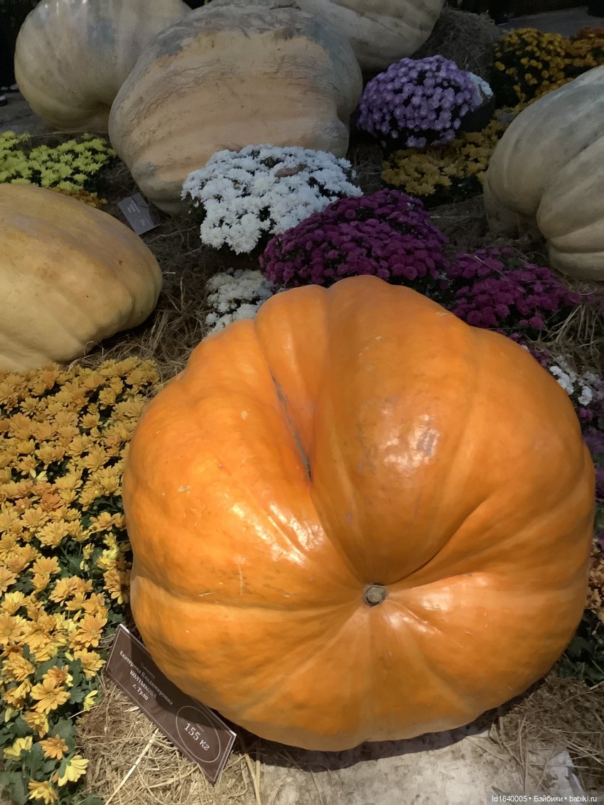 Размер имеет значение! Её Осеннее Величество