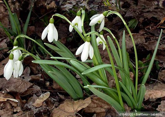Первый танец зимы с весной. Триша и московские подснежники