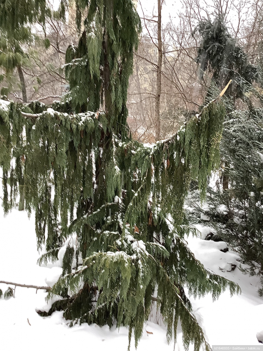 Первый танец зимы с весной. Триша и московские подснежники