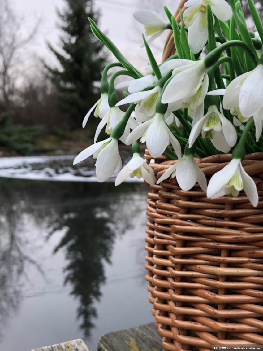 Первый танец зимы с весной. Триша и московские подснежники