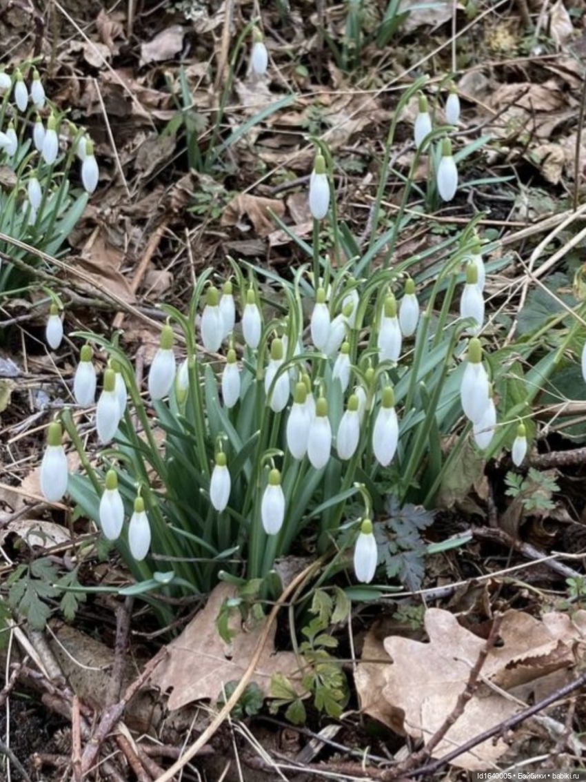 Первый танец зимы с весной. Триша и московские подснежники