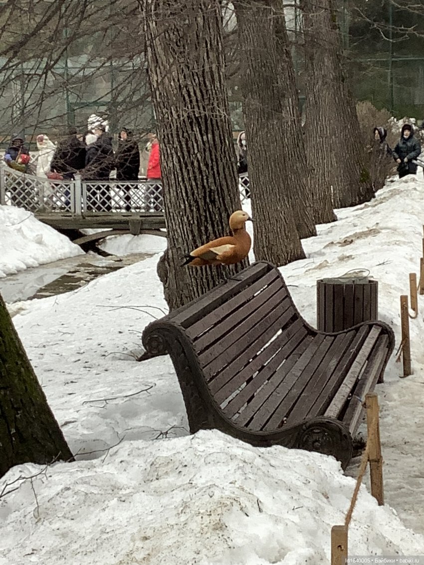 Первый танец зимы с весной. Триша и московские подснежники