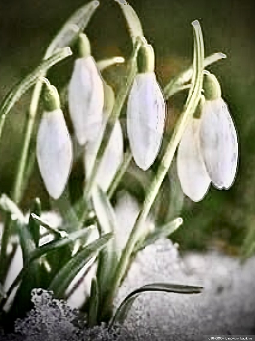 Первый танец зимы с весной. Триша и московские подснежники (фото 5)