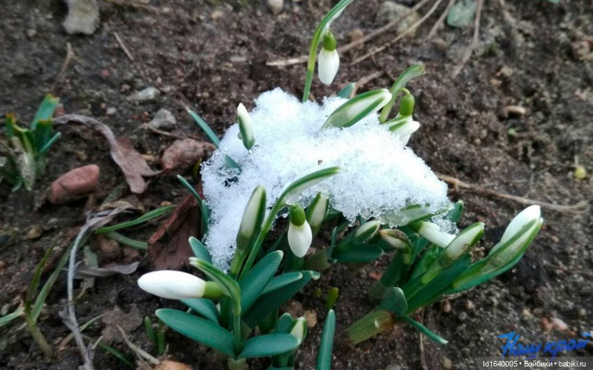Первый танец зимы с весной. Триша и московские подснежники