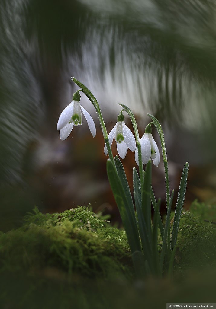 Первый танец зимы с весной. Триша и московские подснежники