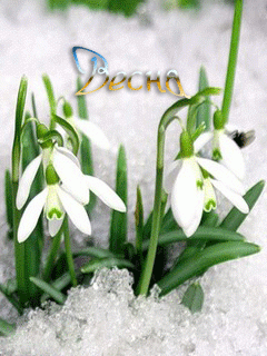 Первый танец зимы с весной. Триша и московские подснежники