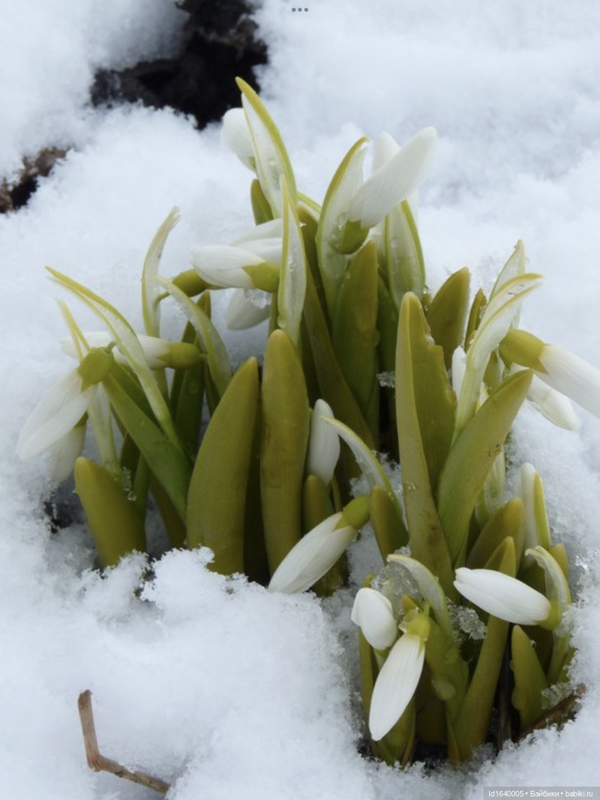 Первый танец зимы с весной. Триша и московские подснежники