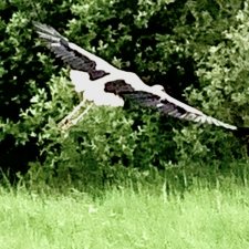 История песни «Журавли». Последняя запись Марка Бернеса