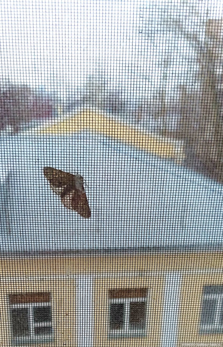 Весна на Ивановской горке. Как мы шли на Хитровку, а попали на Хохловку