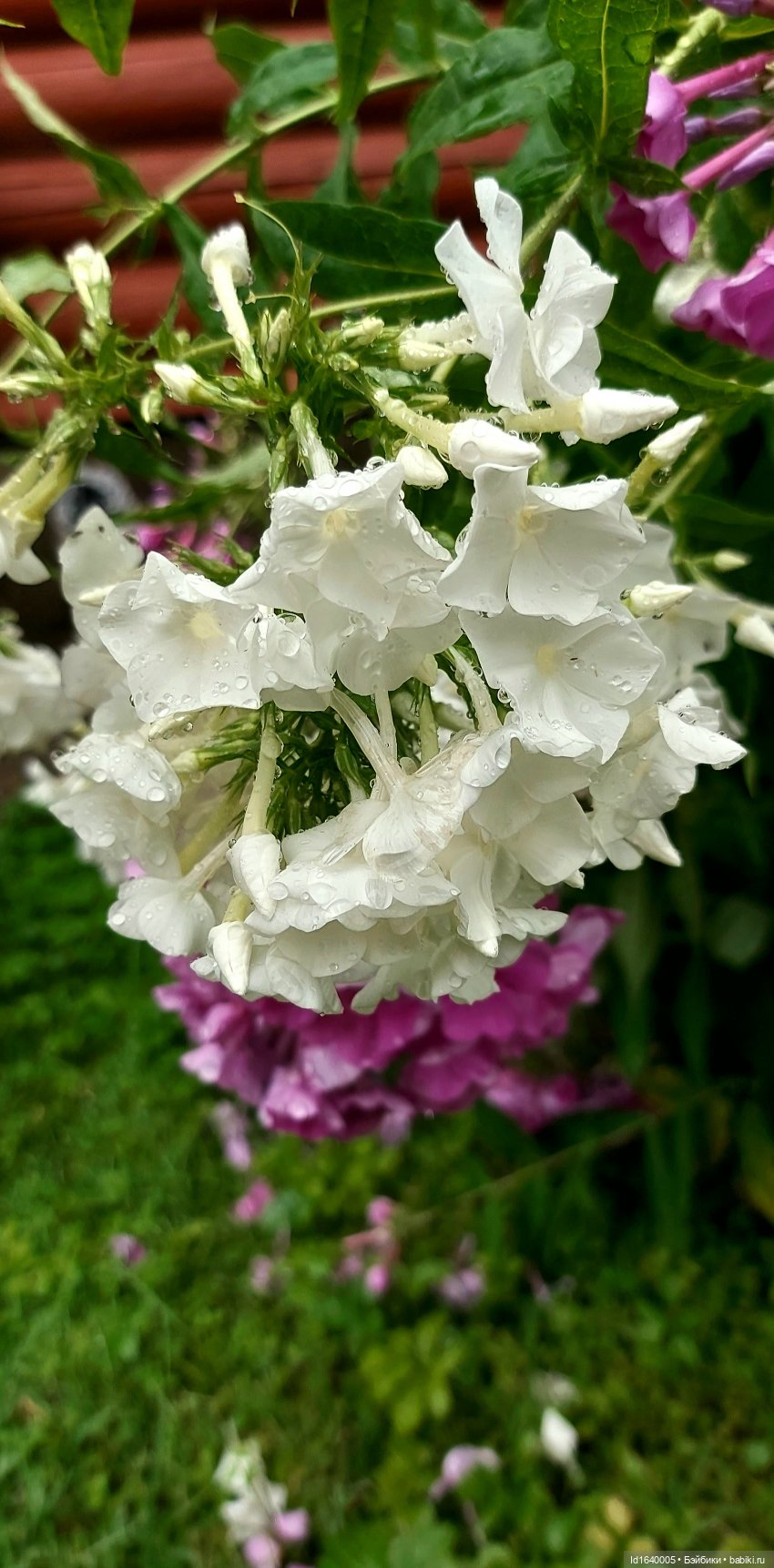 Детство, постой — Куклы Petitcollin (Петитколлин) и Sylvia Natterer: Minouche