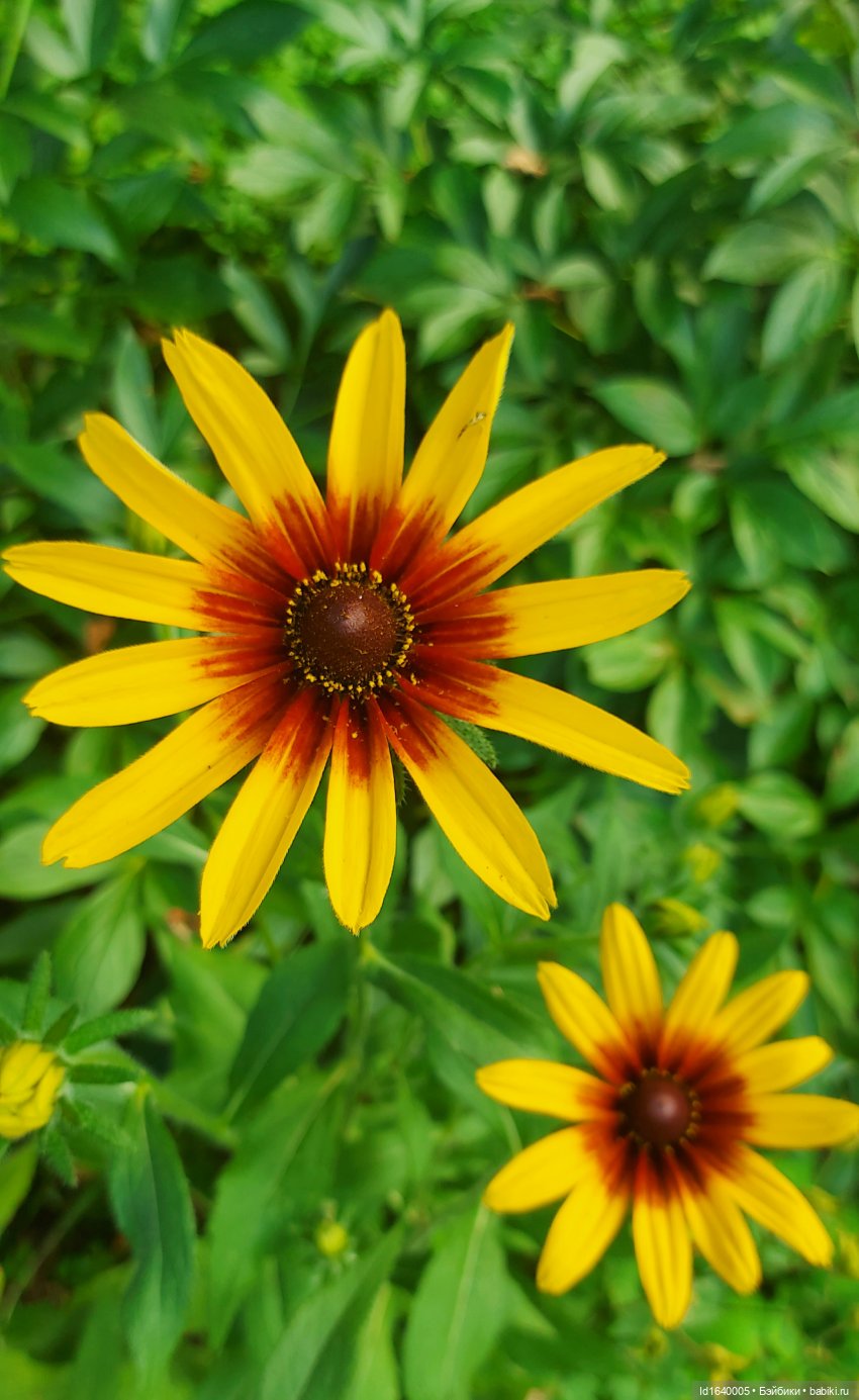 Детство, постой — Куклы Petitcollin (Петитколлин) и Sylvia Natterer: Minouche