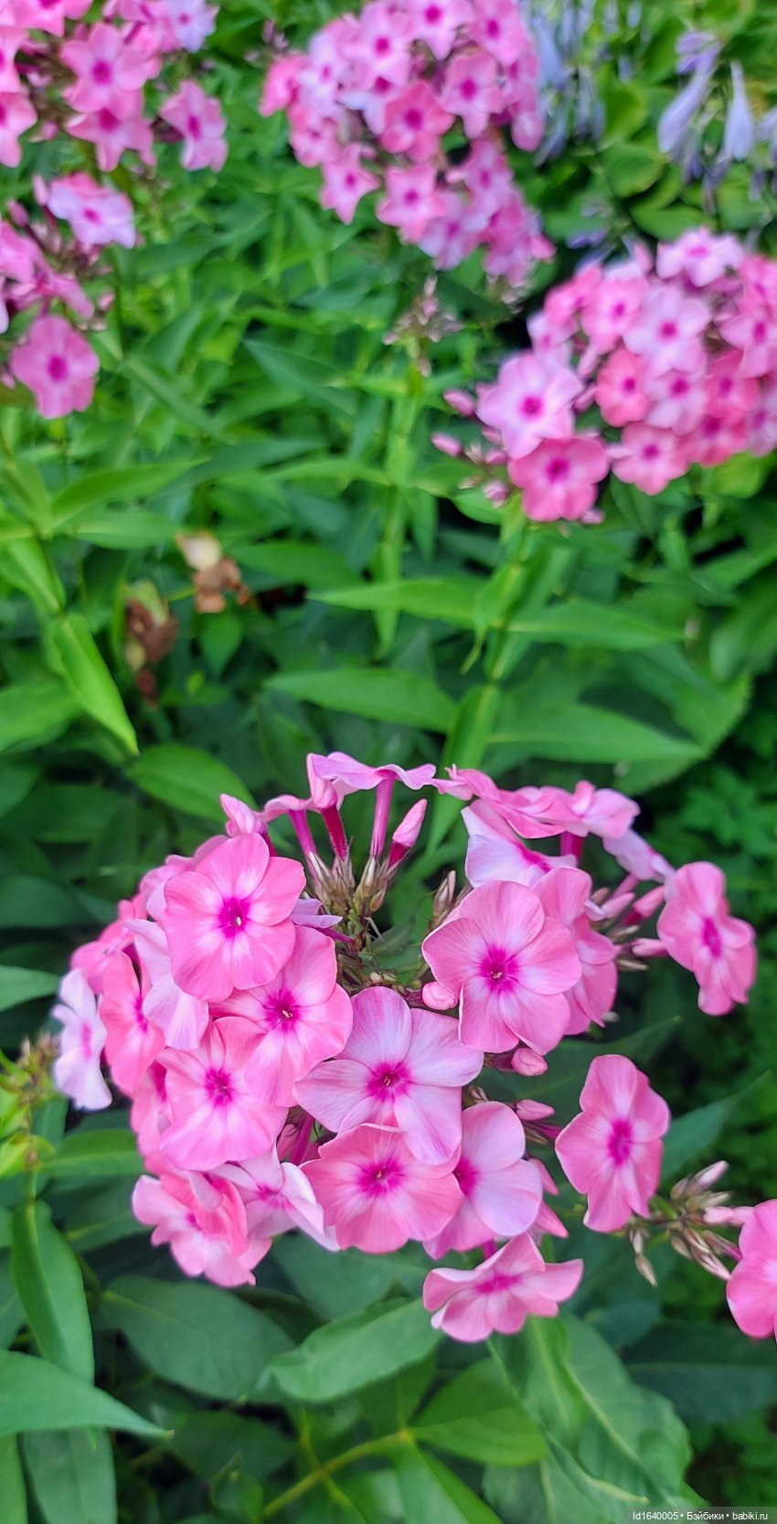 Детство, постой — Куклы Petitcollin (Петитколлин) и Sylvia Natterer: Minouche (фото 2)