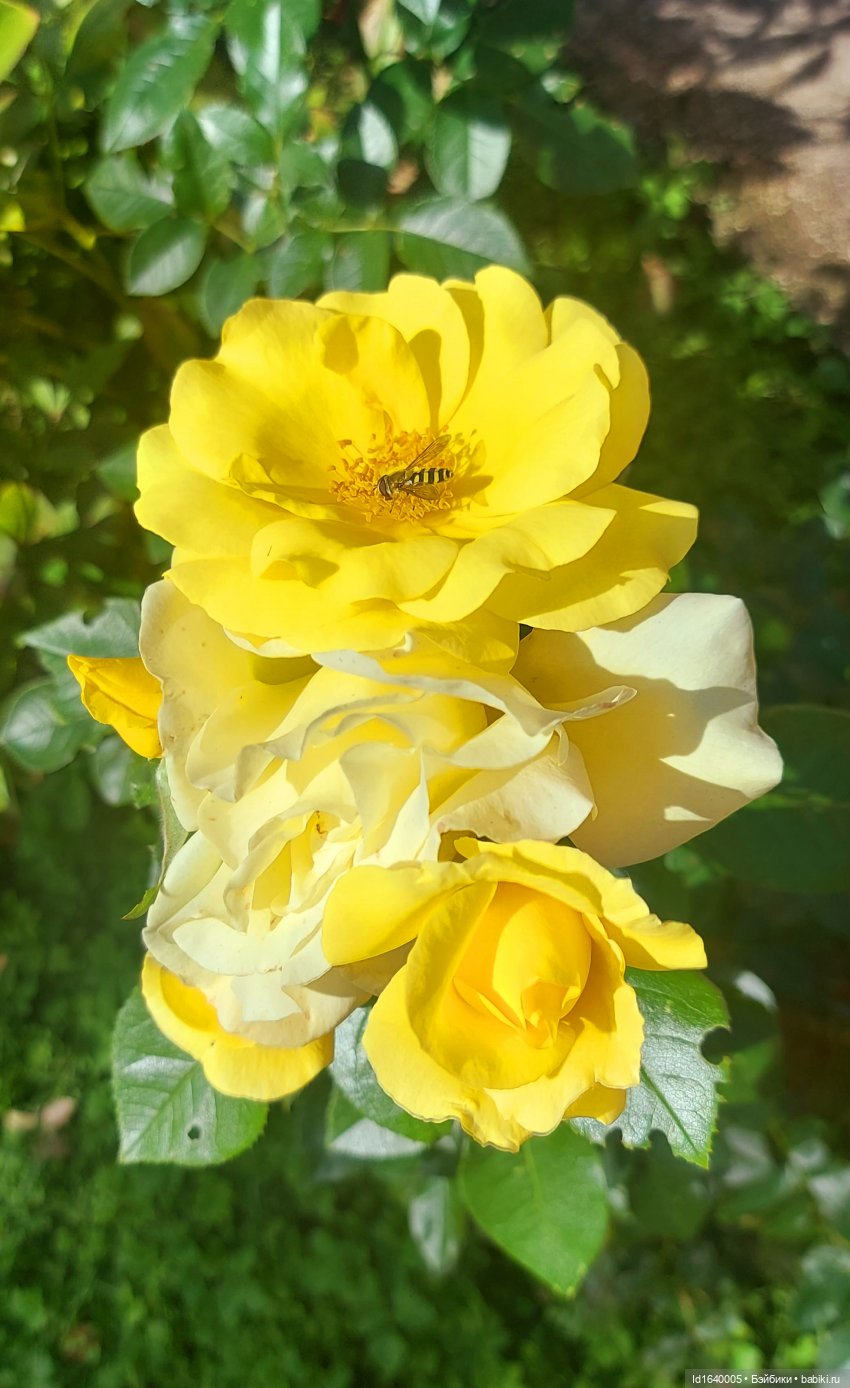 ВСЕГО ЛИШЬ КУКЛЫ... Красивые, но нелюбимые песни из репертуара Муслима Магомаева. История "Восковой куклы". Моя кукольная